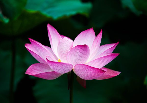 lotus-978659_1920